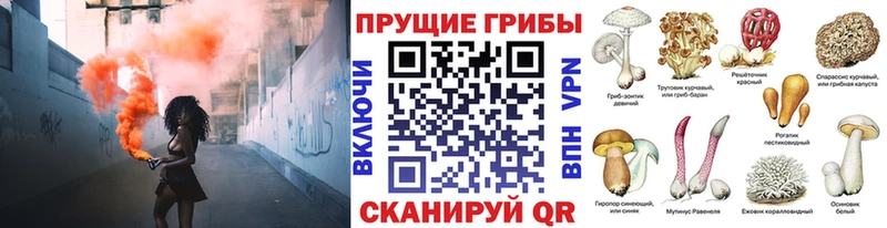 где купить наркоту  Изобильный  Псилоцибиновые грибы Psilocybe 